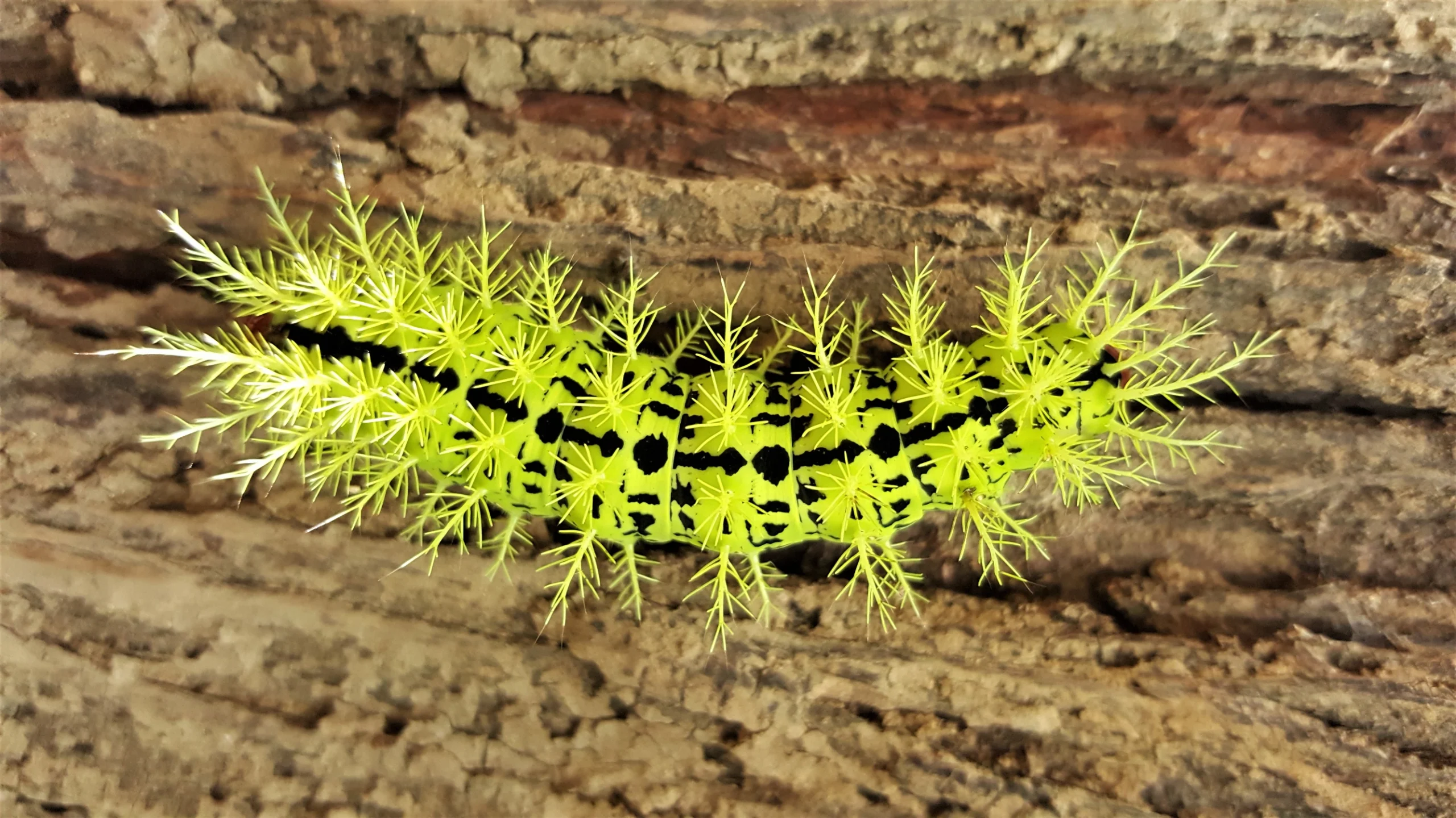 Spiny Venemous Caterpillar - Machalilla Parc - Ecuador