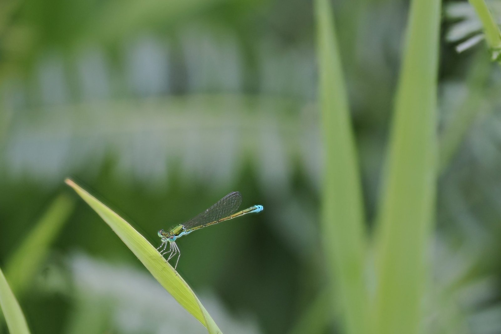 How insects can save our planet