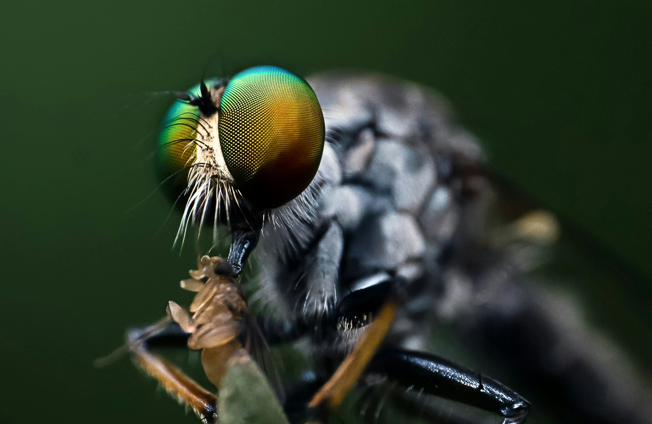 Nature`s Silent Killers