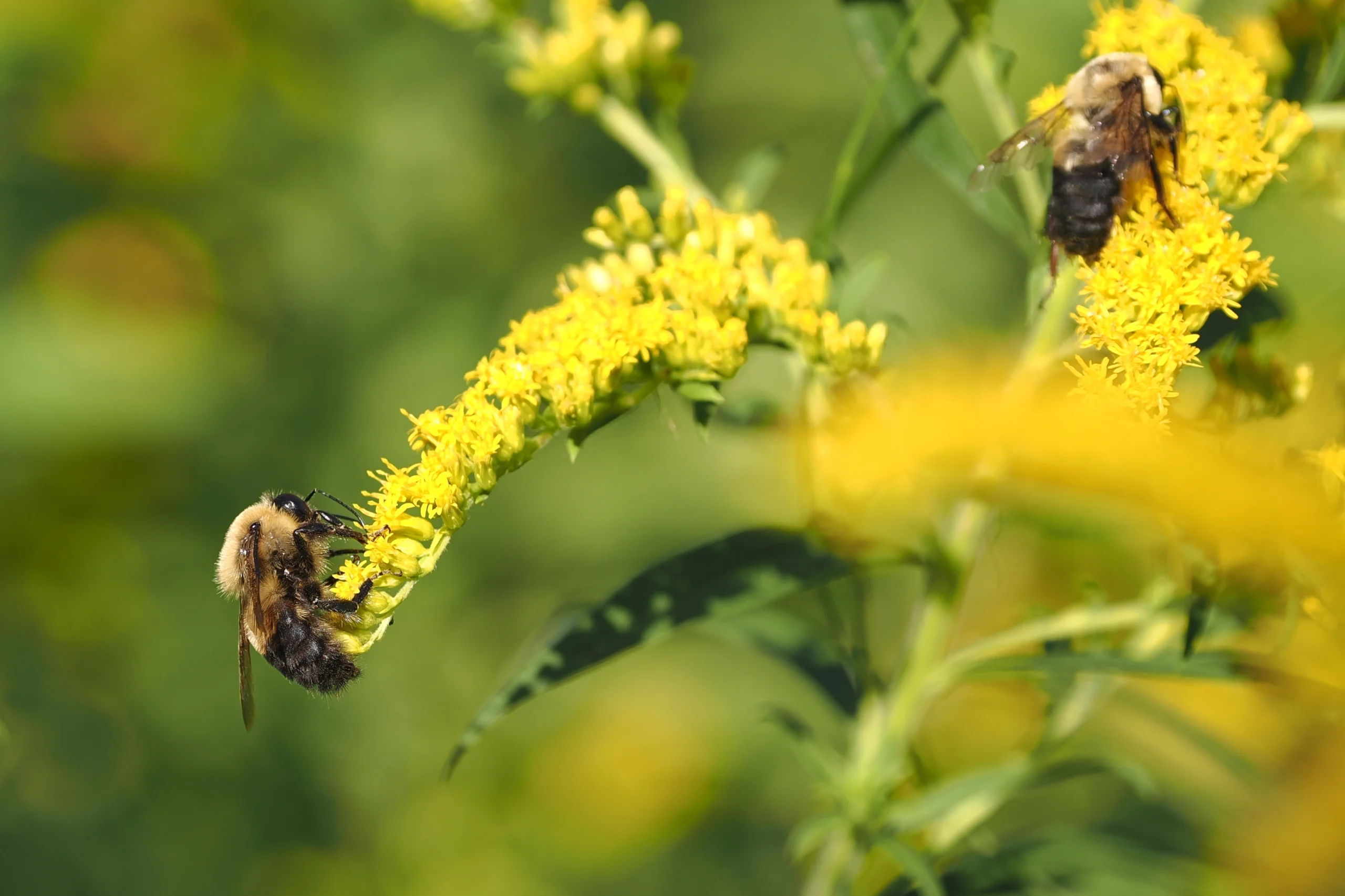 How do Bees make honey