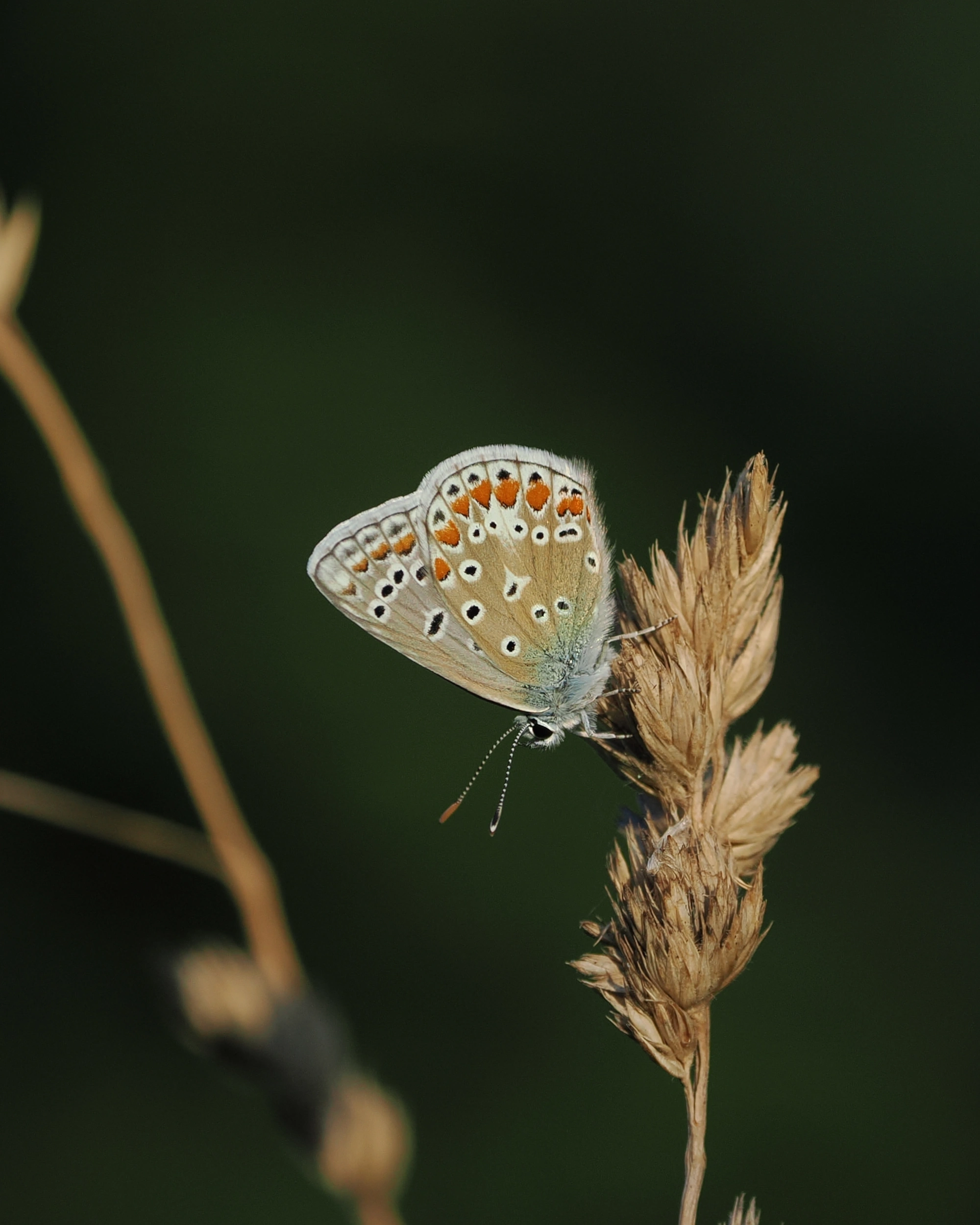 Common Blue