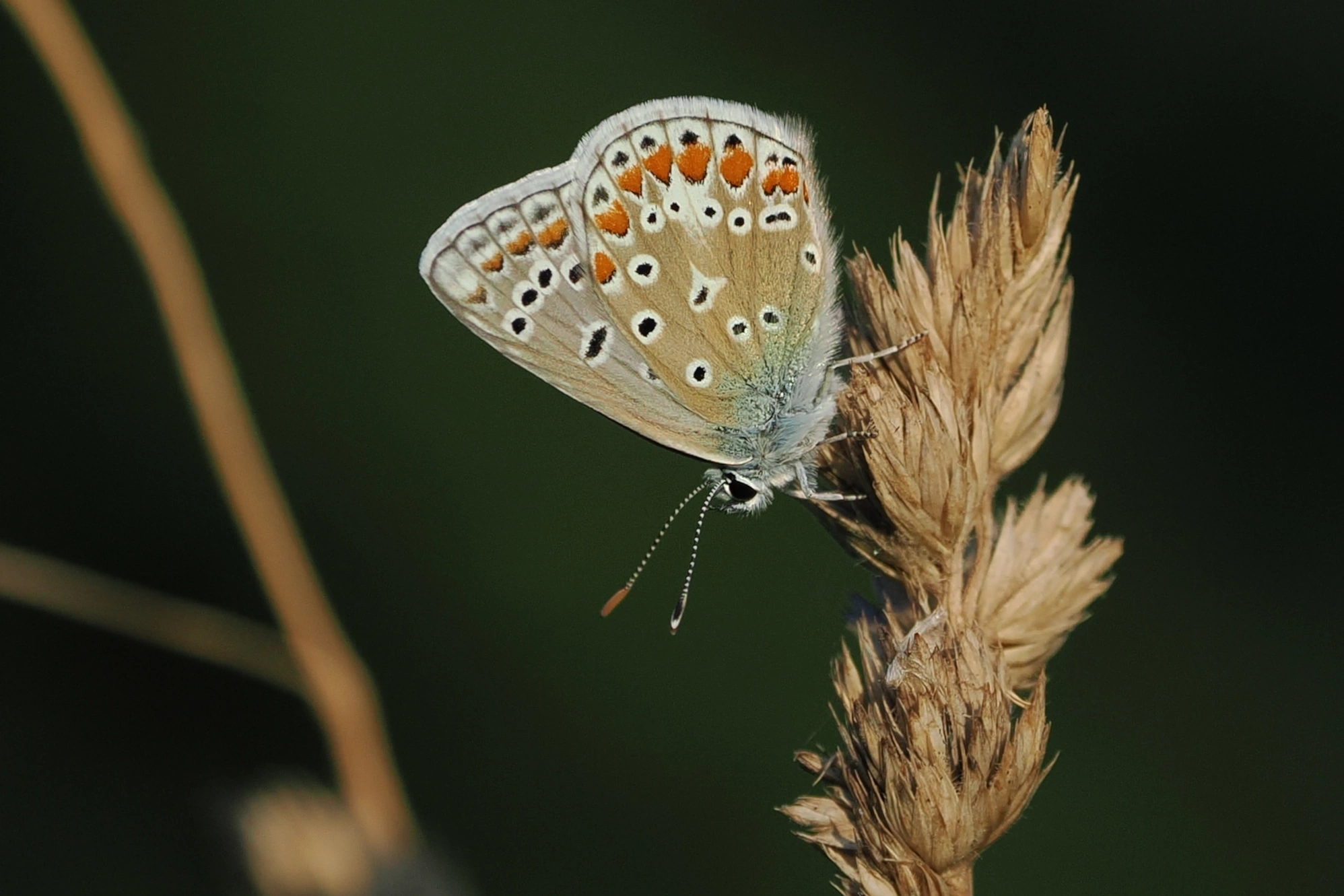 Personal Photo Gallery in Portrait Mode