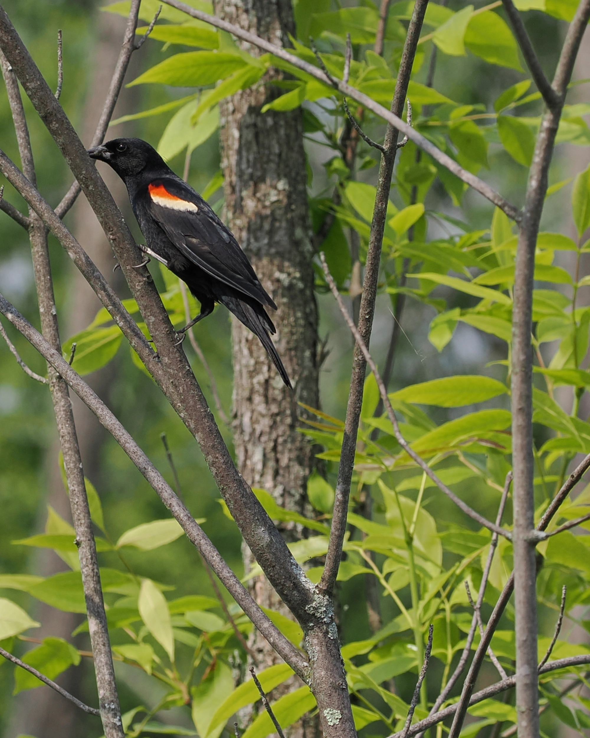 Red-winged blackbird, Quebec, Canada