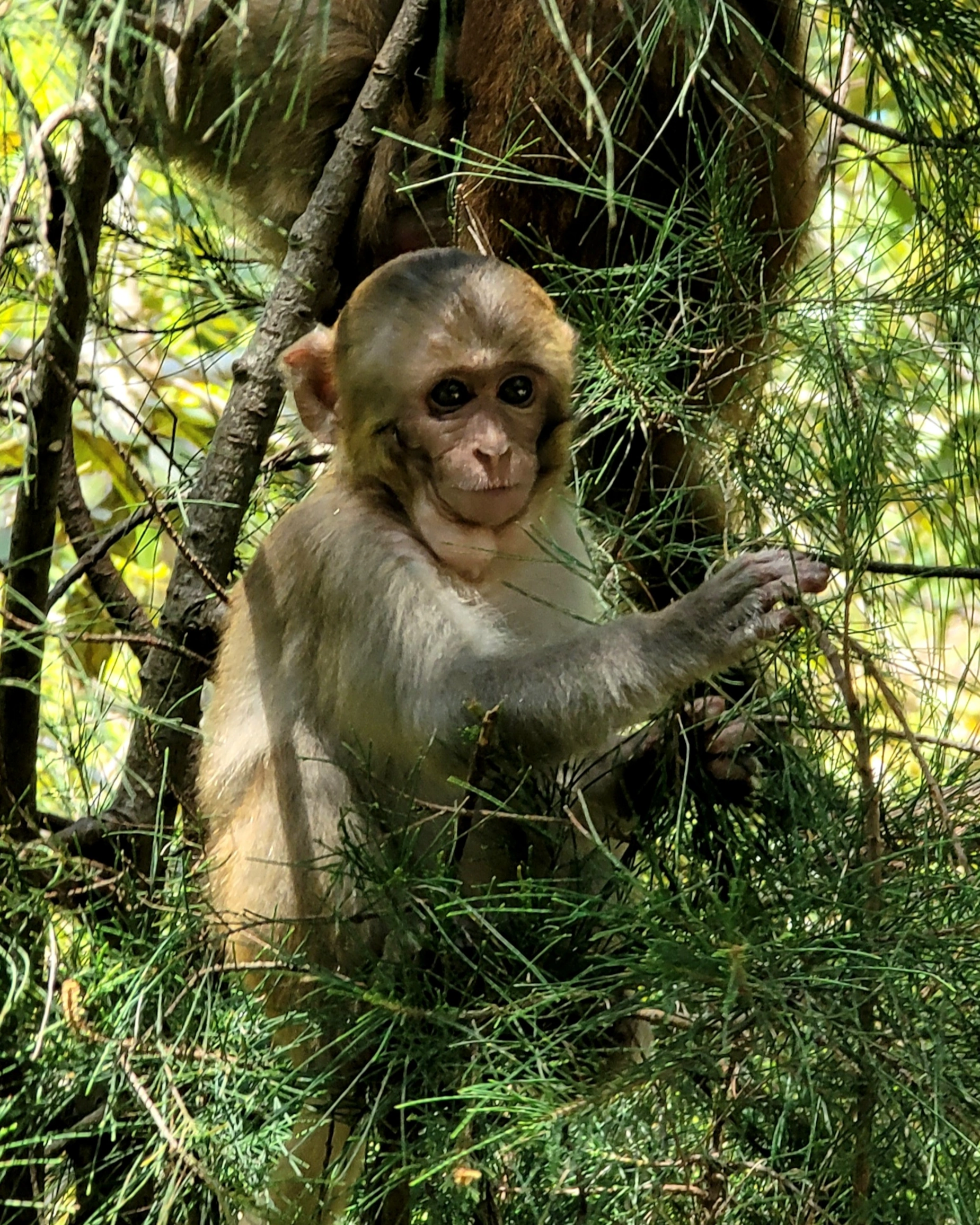 Rhesus Macaque, Vietnam