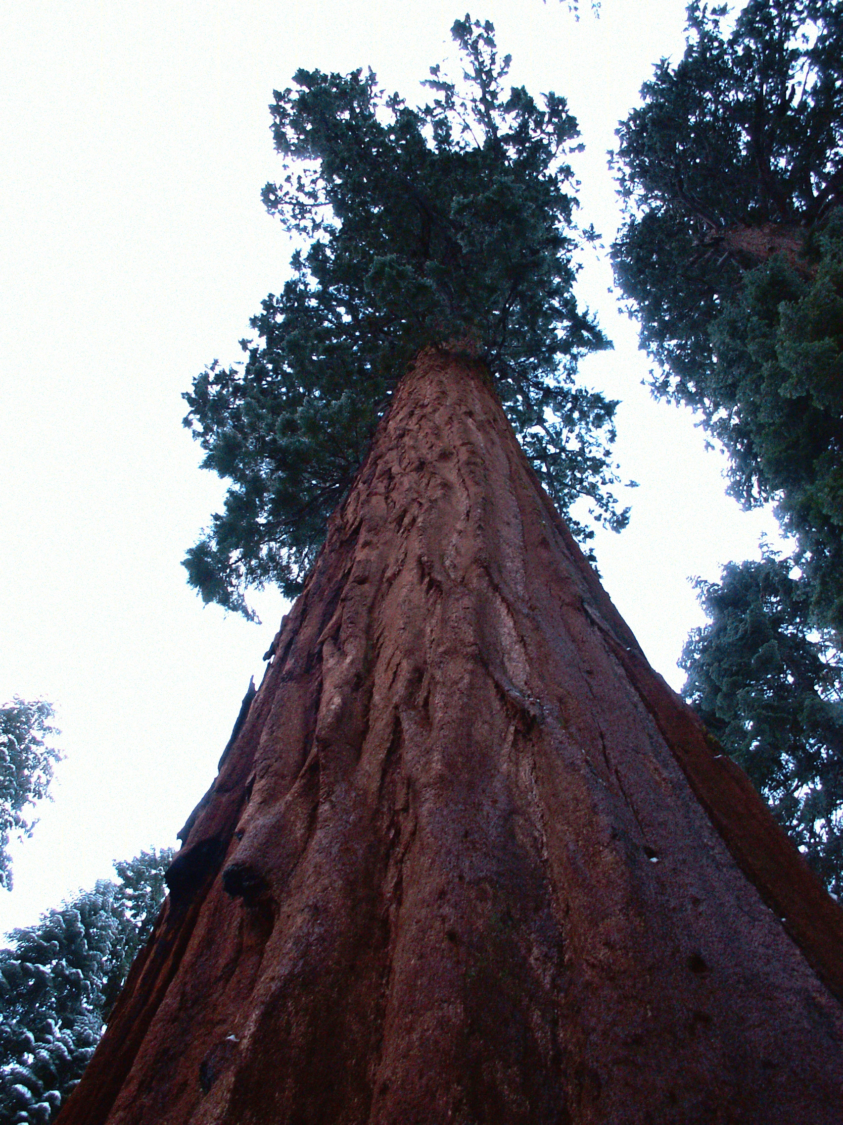 Sequoia Parc, Californie, USA