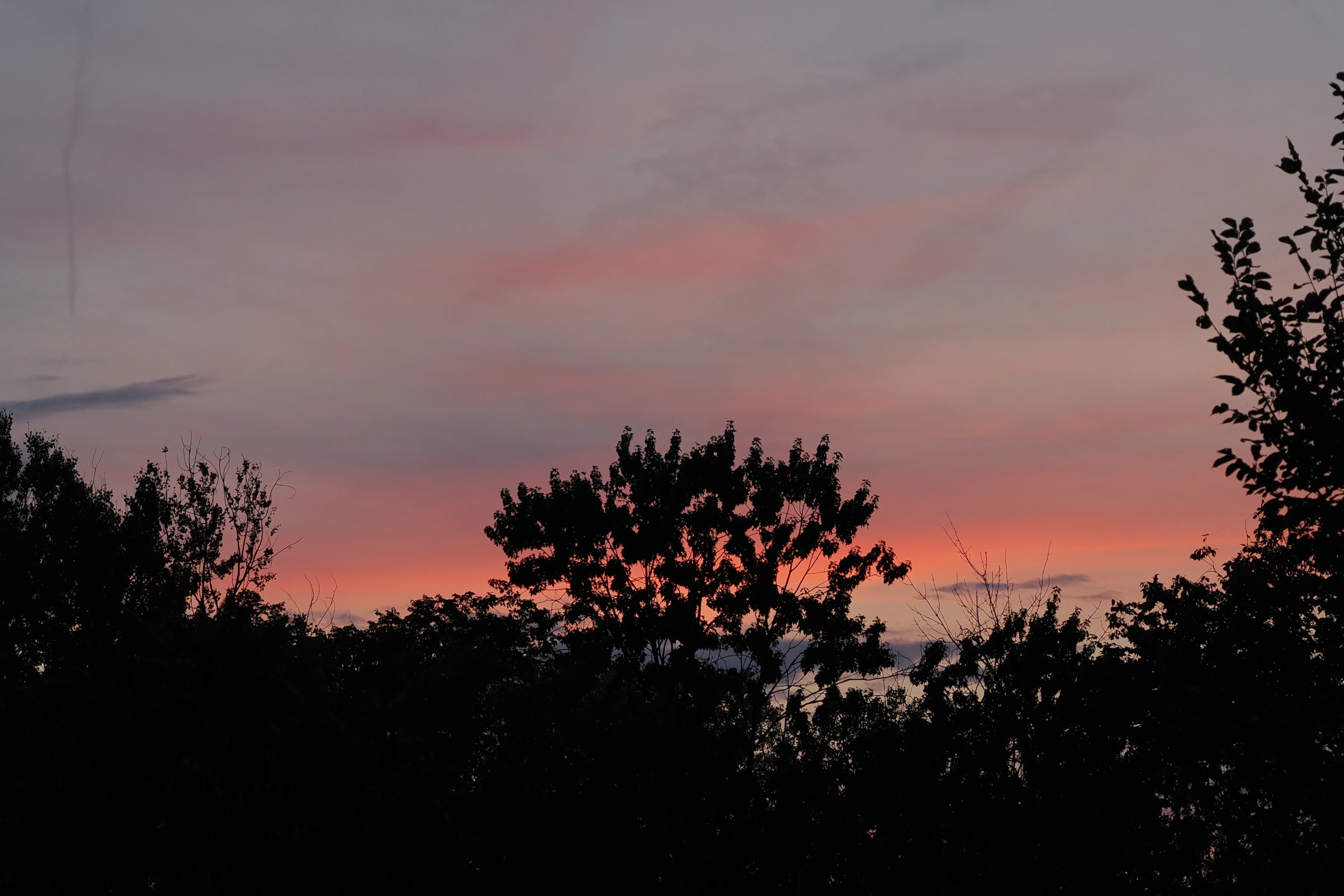 Sunset in the forest