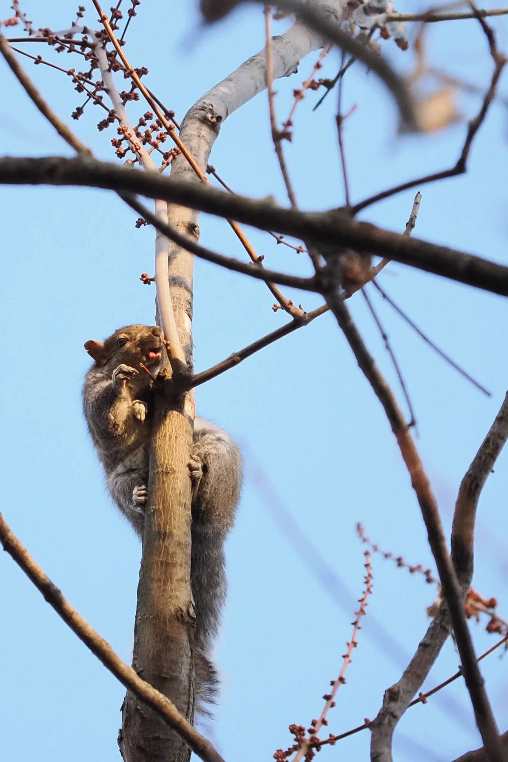Squirrel in a Tree