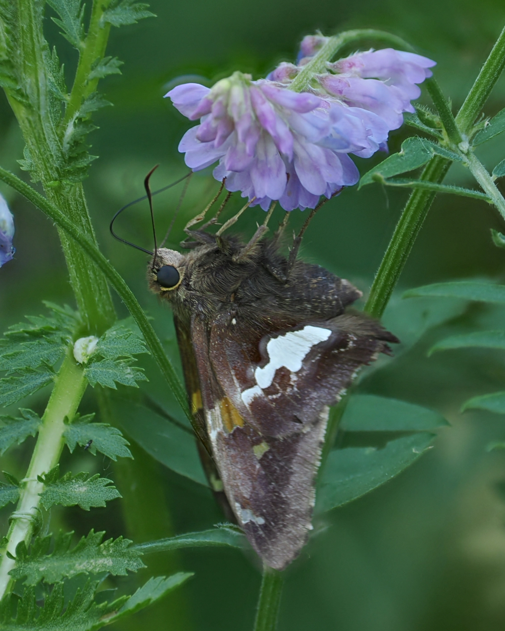 Limenitis arthemis - White Admiral