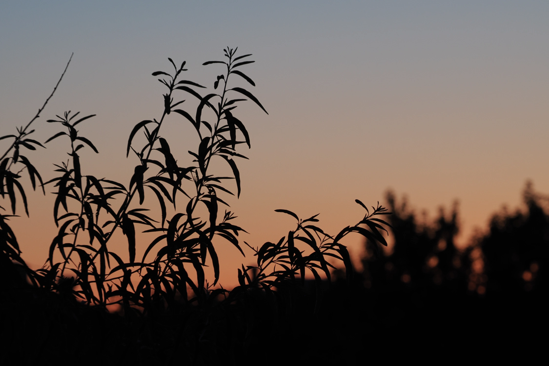 Sunrise Over a Tree Branch