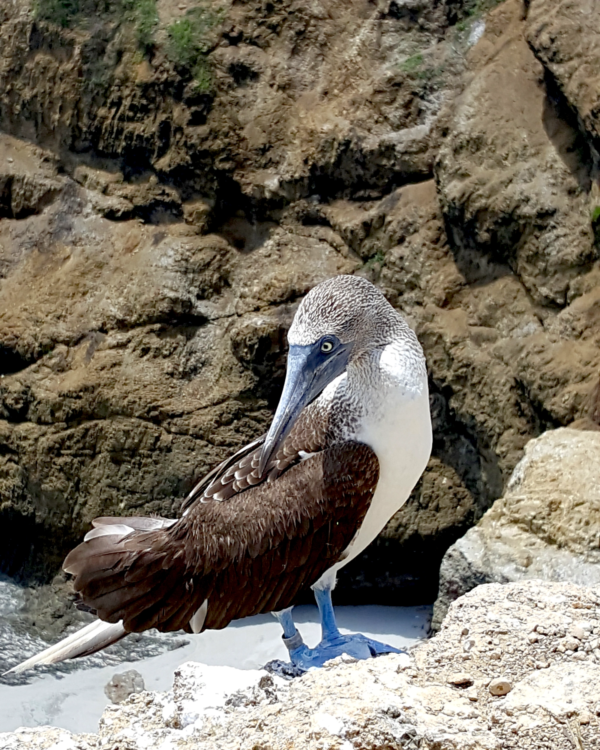 Blue Foots Boobie, Isla Plata, Ecuador
