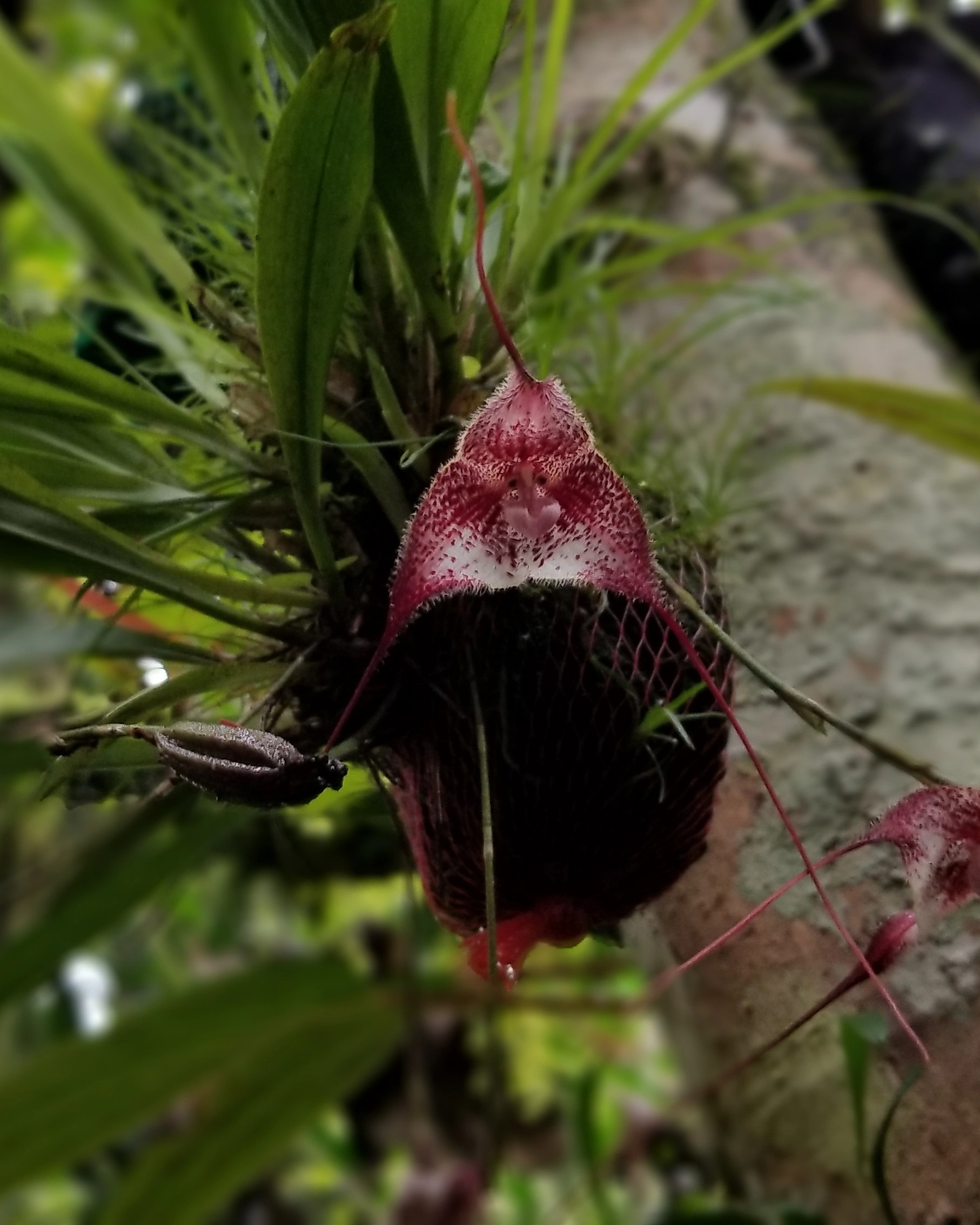 Dracula Orchid Flower, Mindo, Ecuador