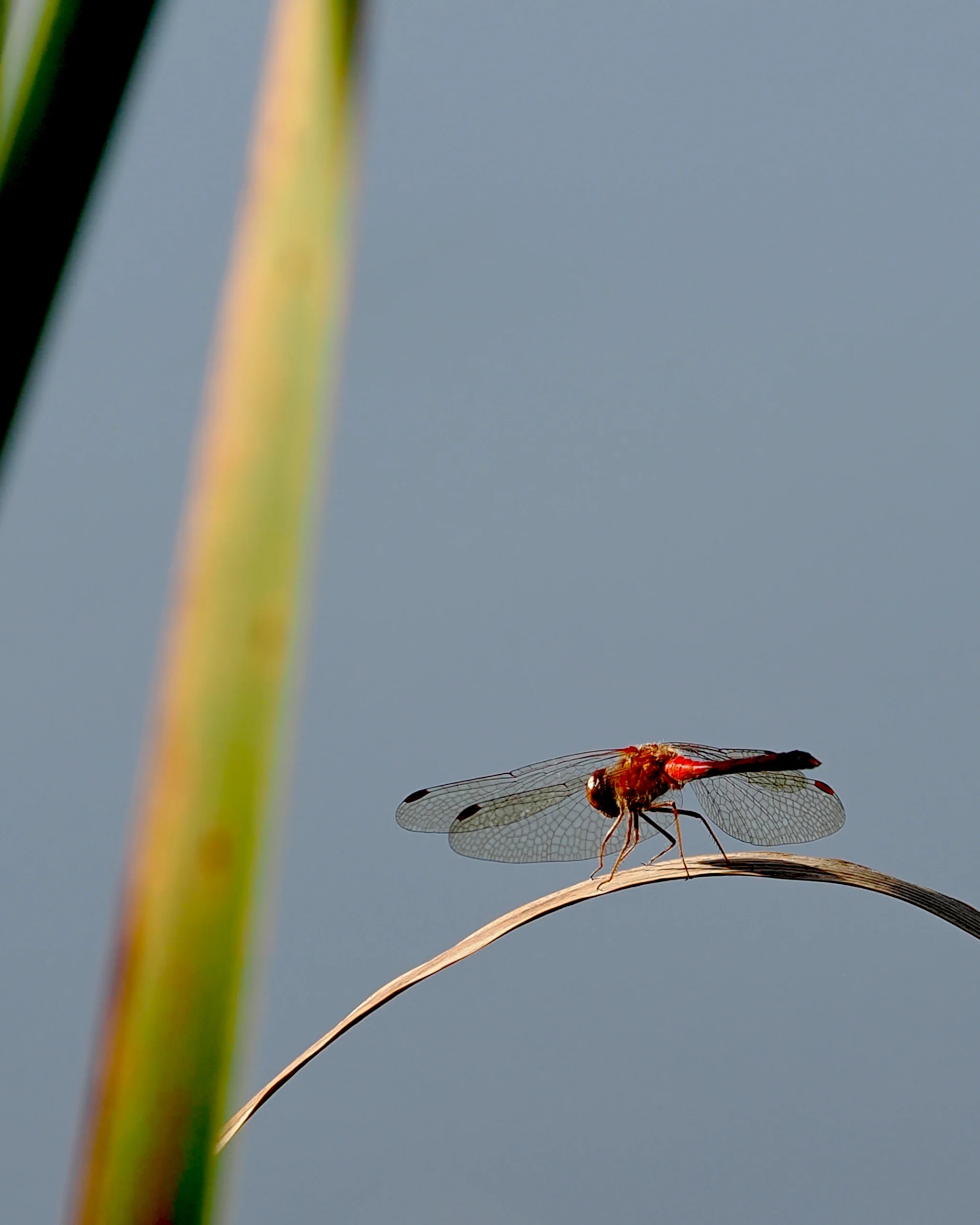 Libellule - sympétrum rubigineux
