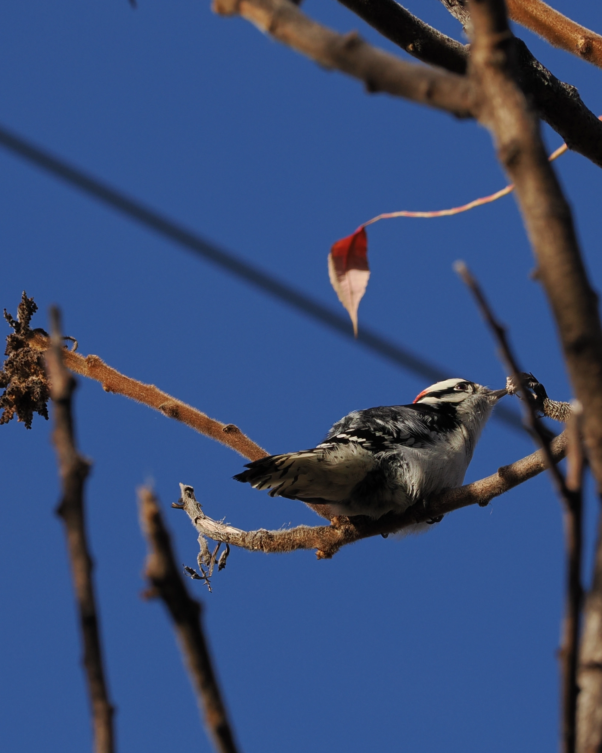 Downy Woodpecker