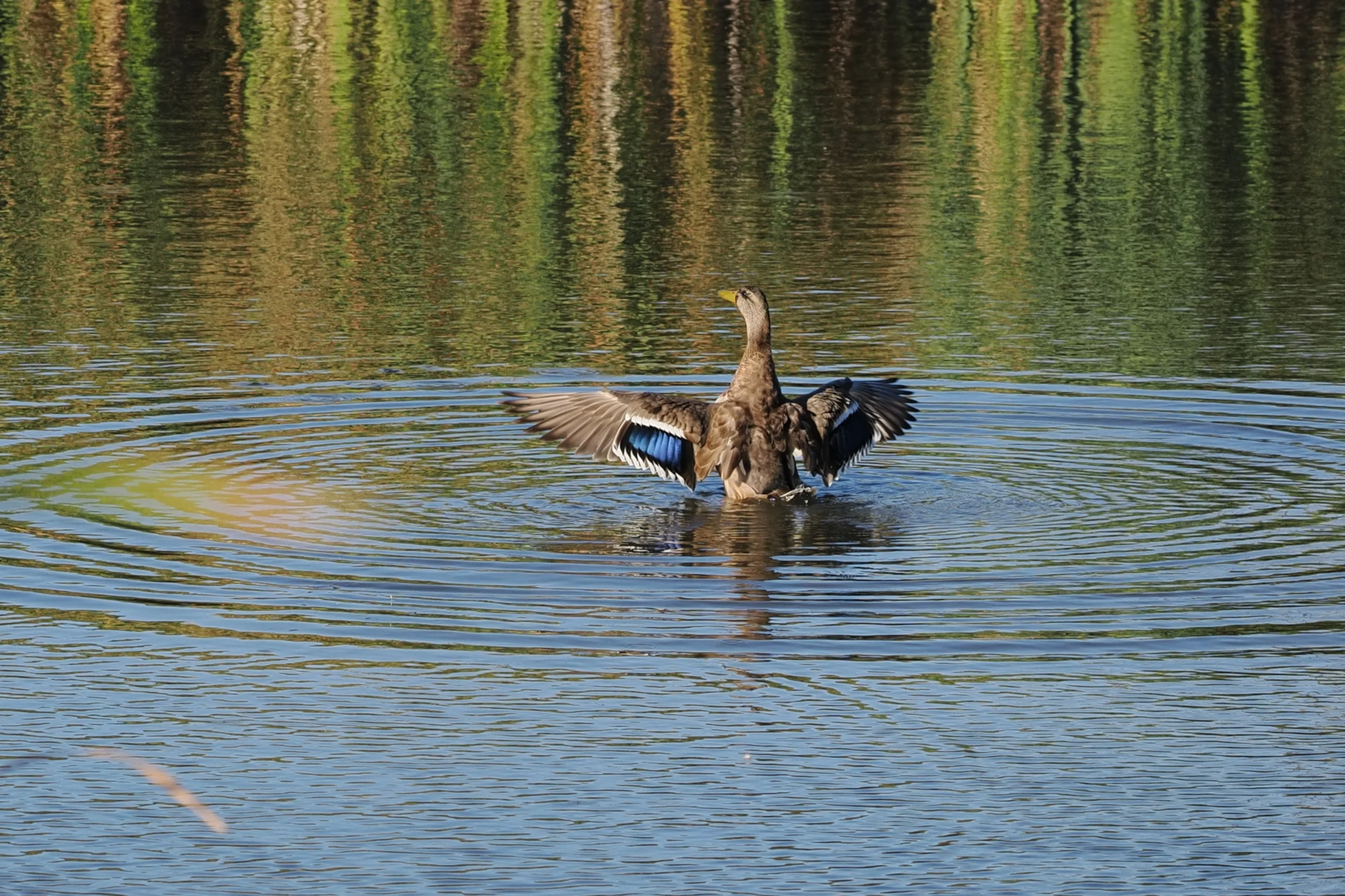 Blue-winged Teal flapping its wings in the water