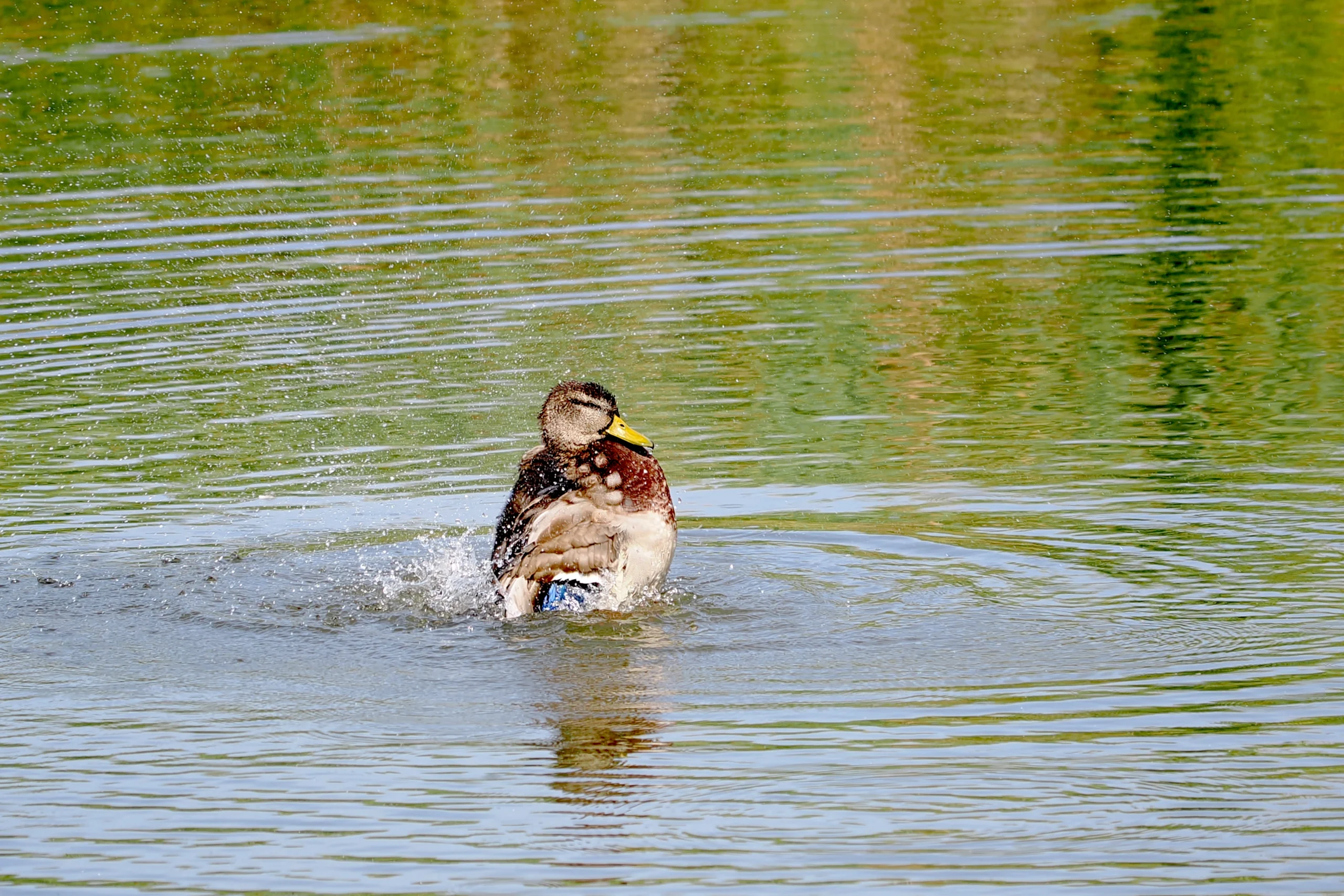 Blue-winged Teal Swiming
