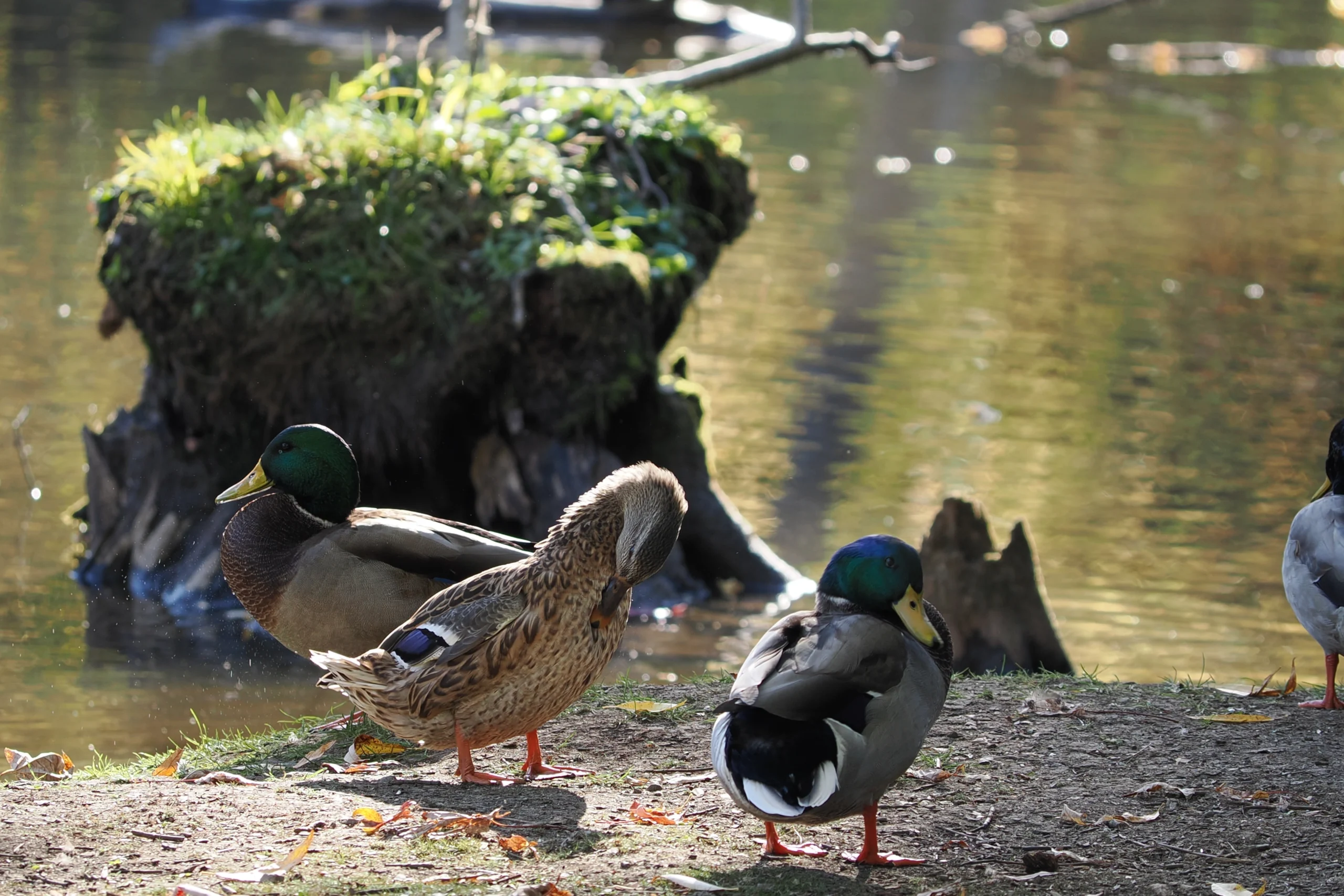 Duck Spond, Québec,Canada
