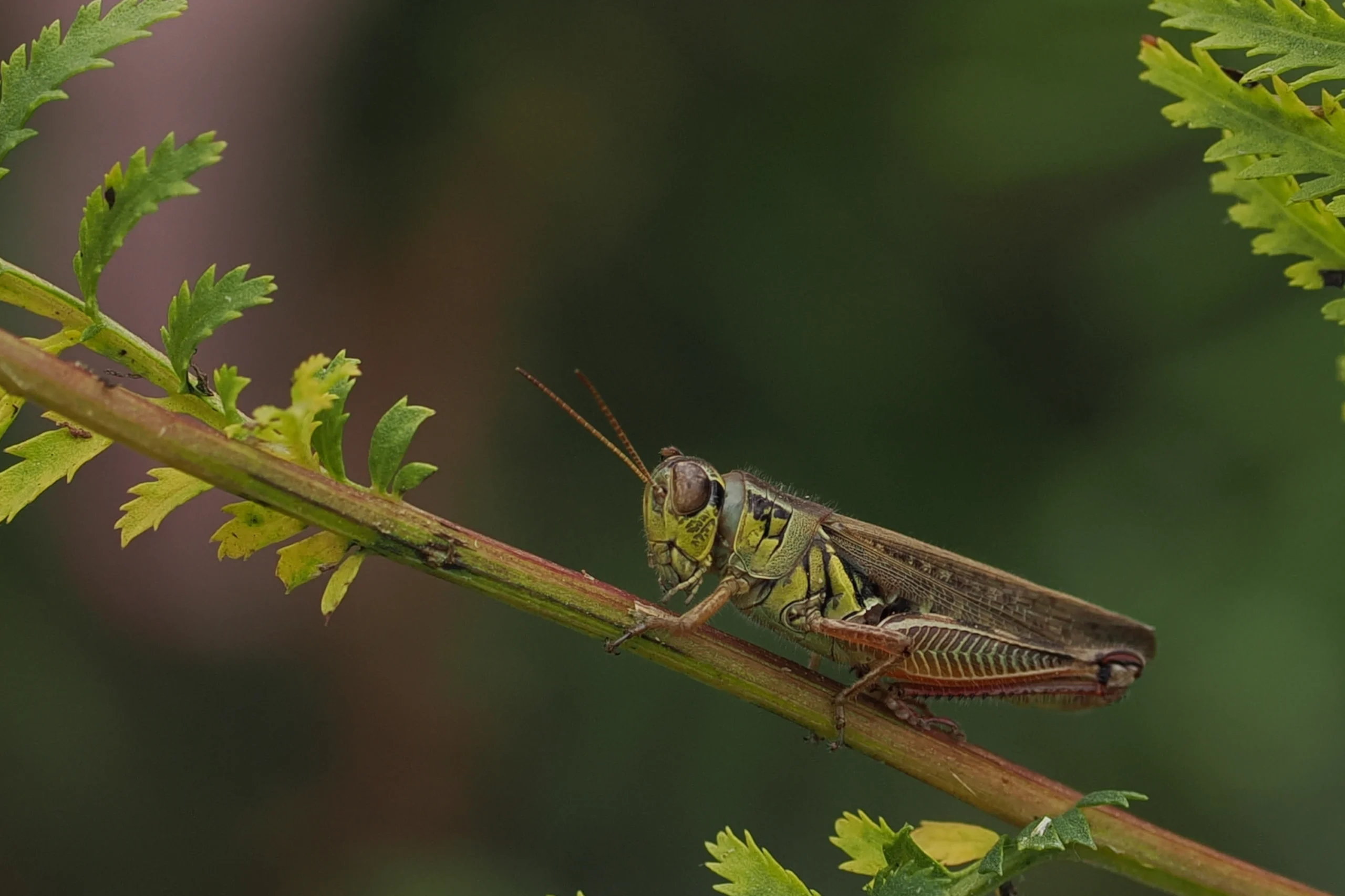 Grasshopper