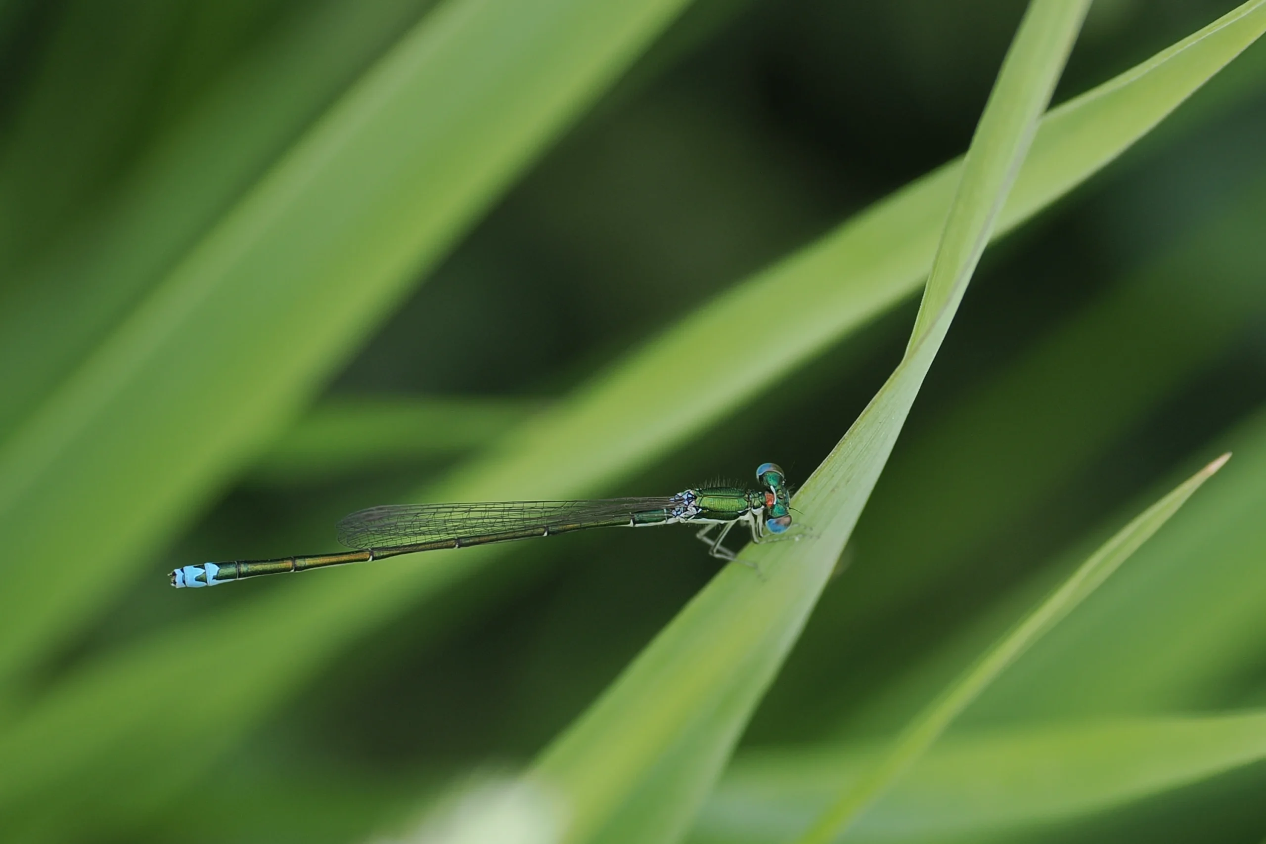 Blue-tailed damselfly