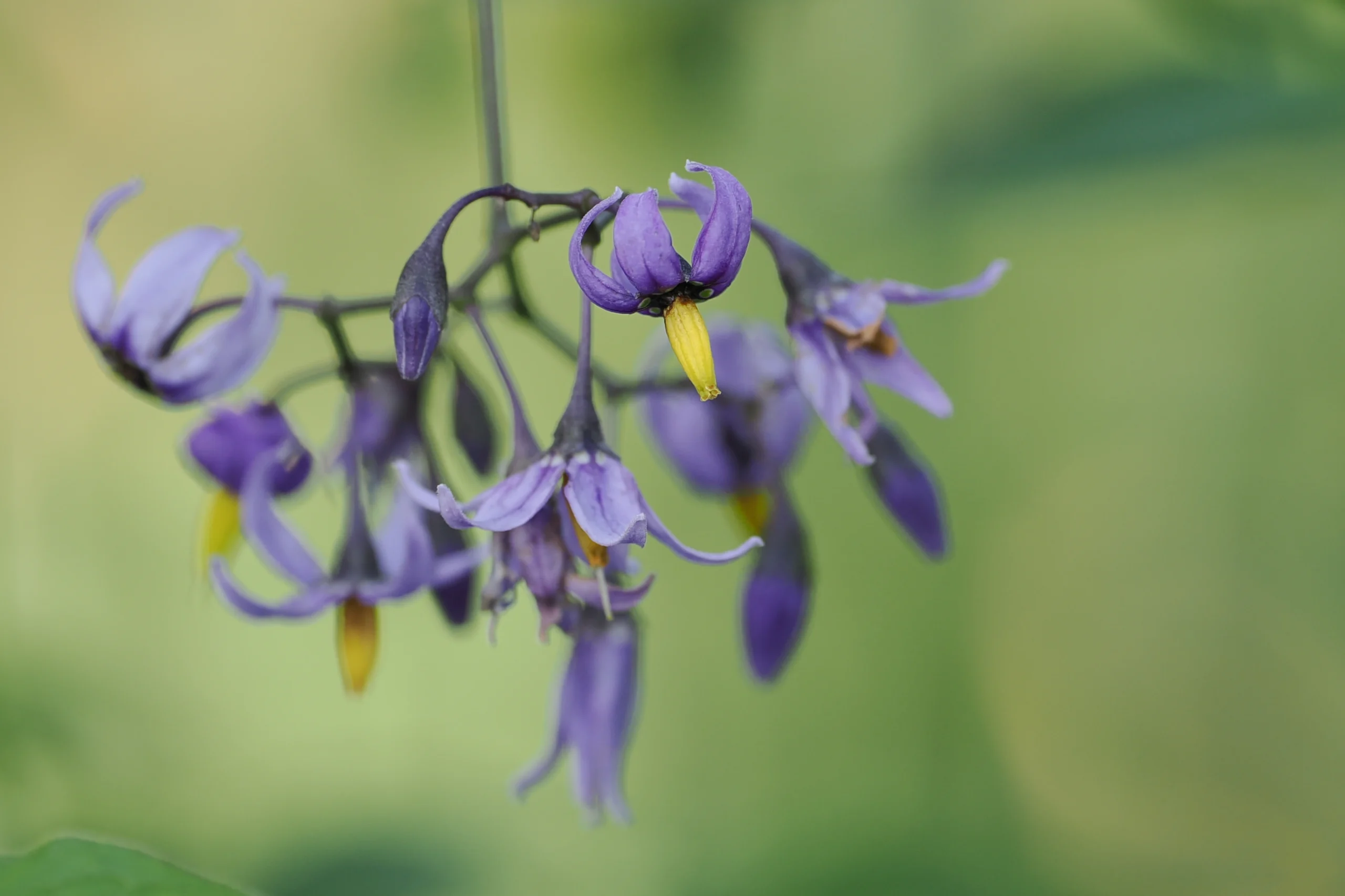  Minus Sauvages Flowers, Québec, Canada
