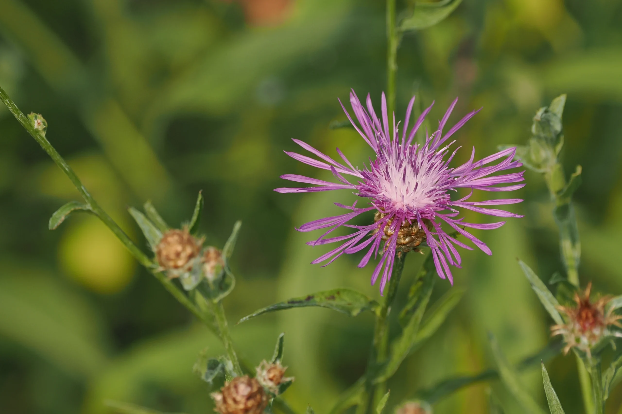 Sauvage Flower