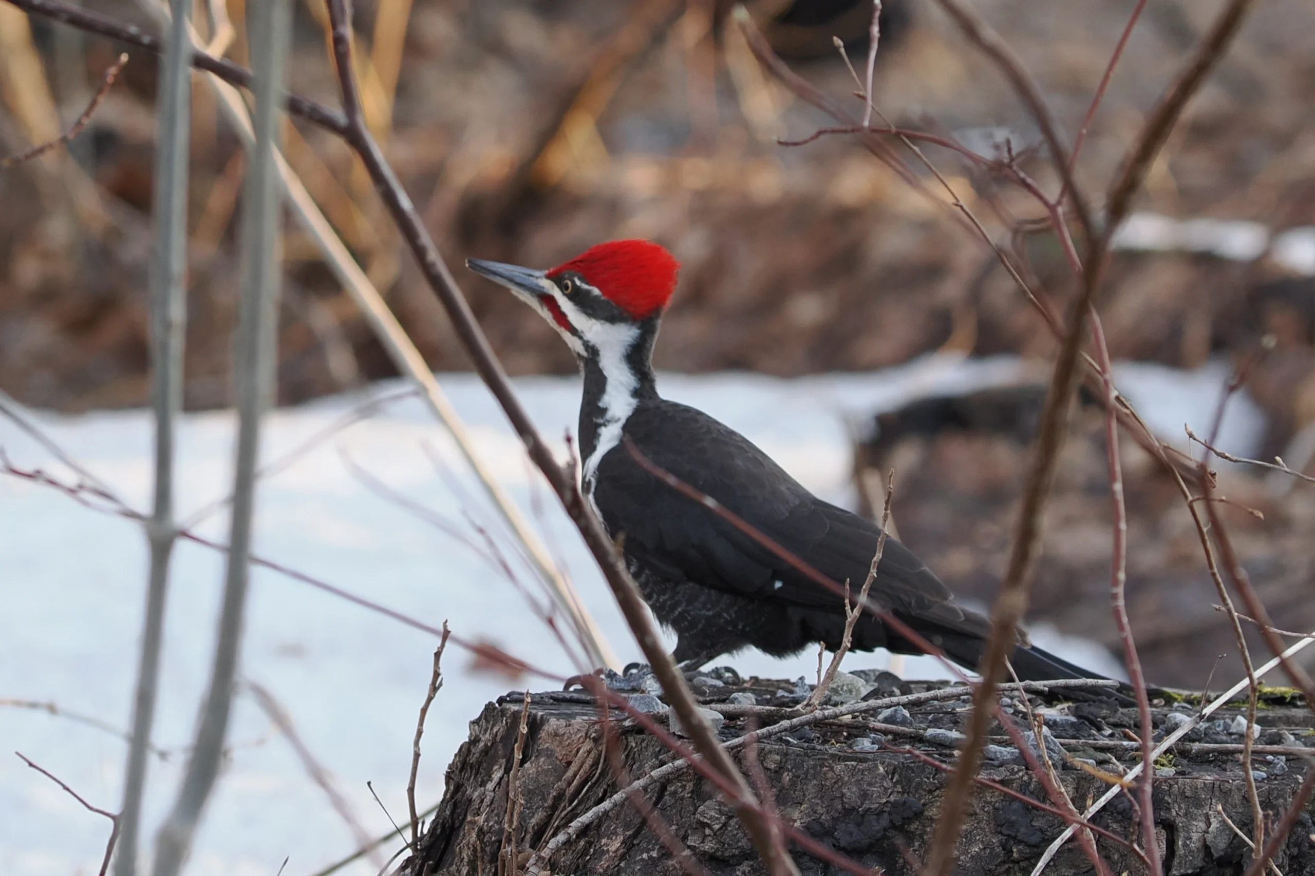 Pileated Woodpecker