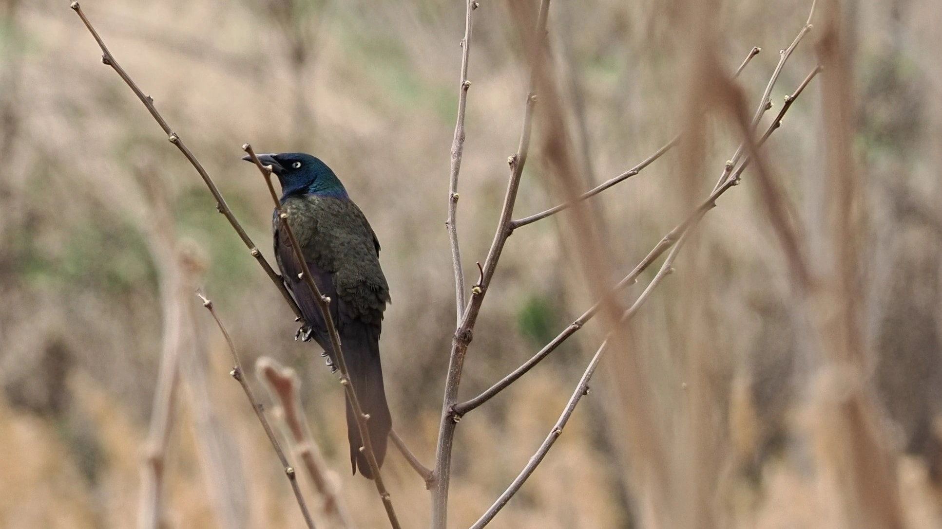Common Grakle, Quebec, Canada