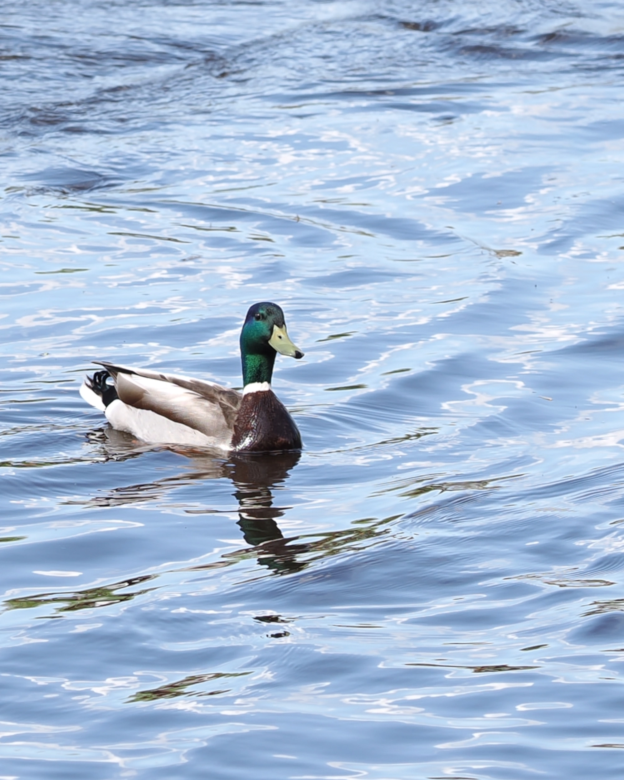 Mallard Duck, Quebec, Canada