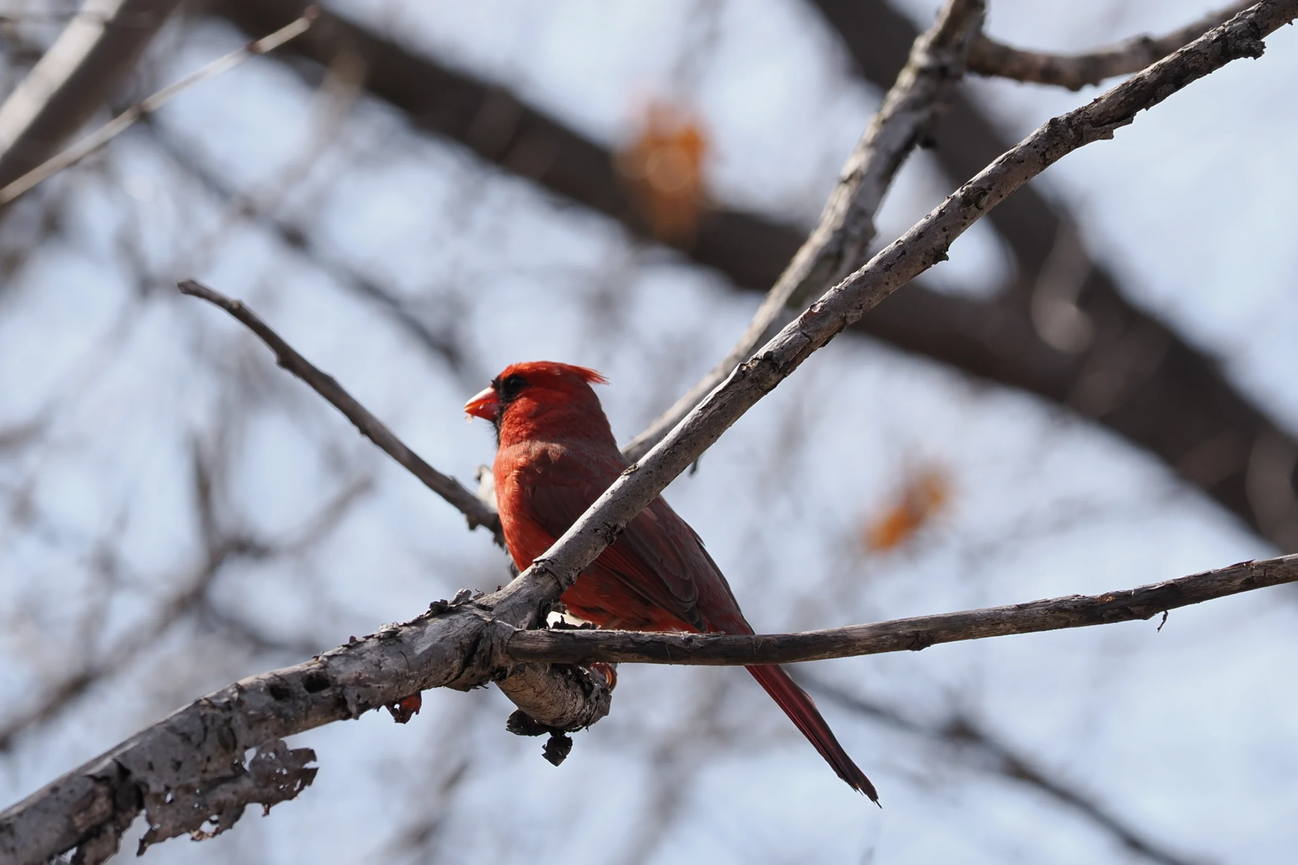 Northern Cardinal