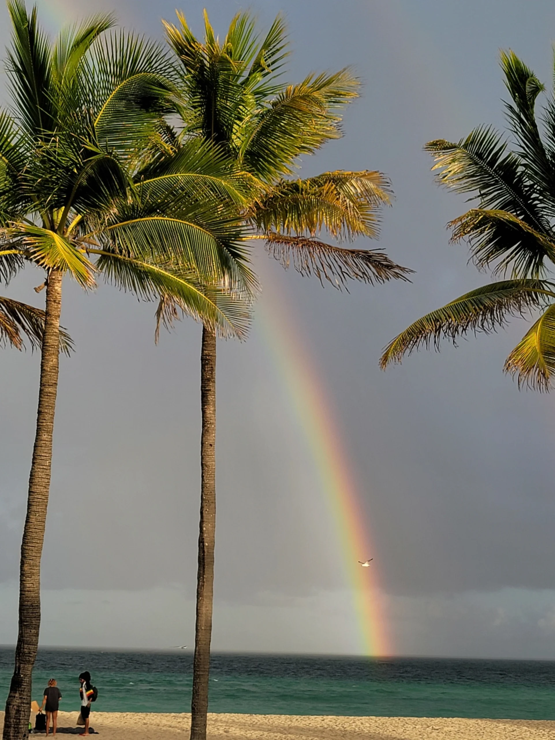 8 - Rainbow&Bird, Florida, USA