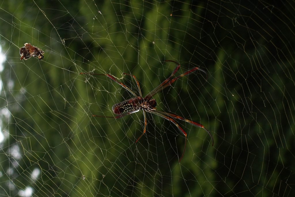 10 deadliest insects of the world