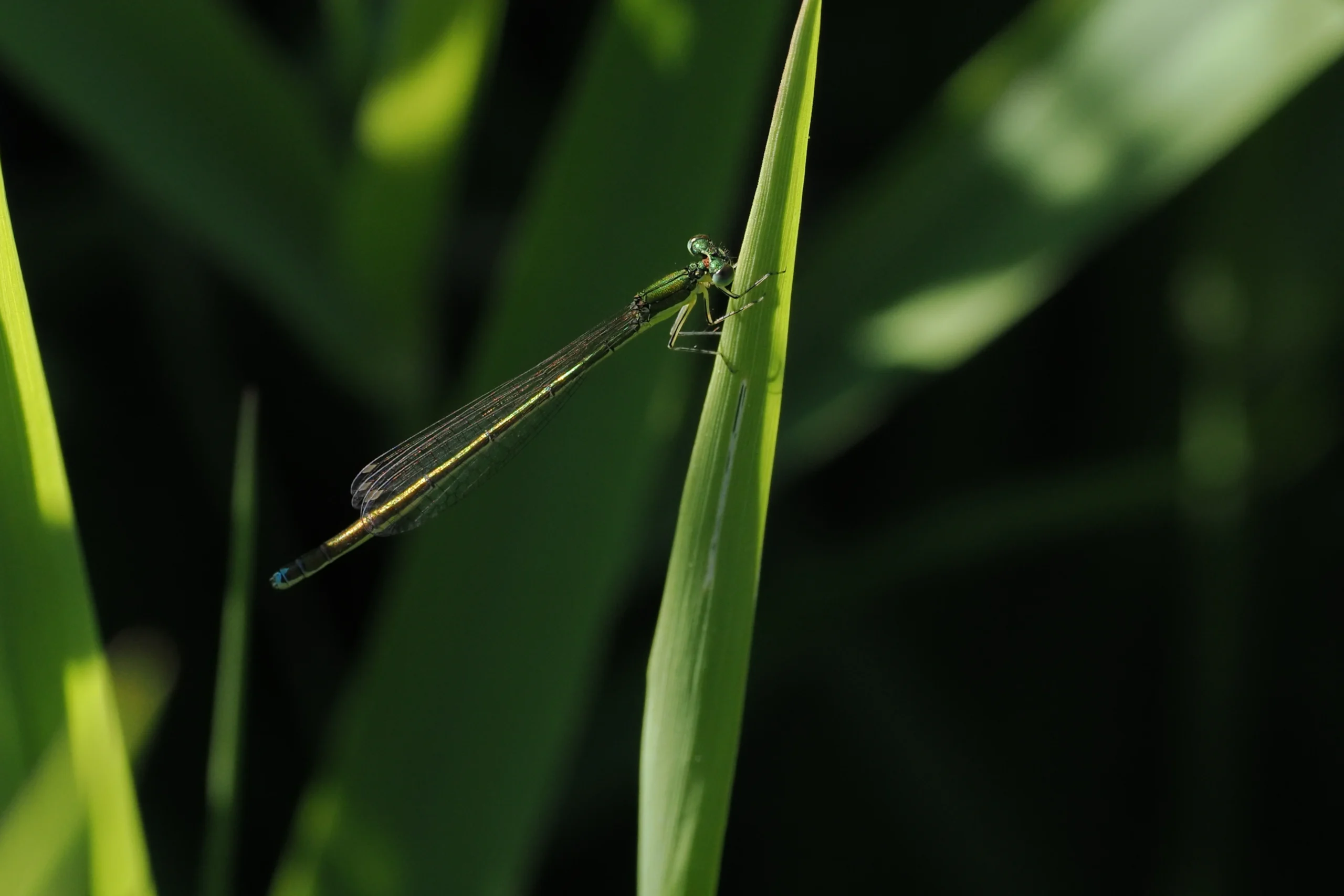 How Insects Can Save Our Planet: The Tiny Creatures Making a Massive Difference