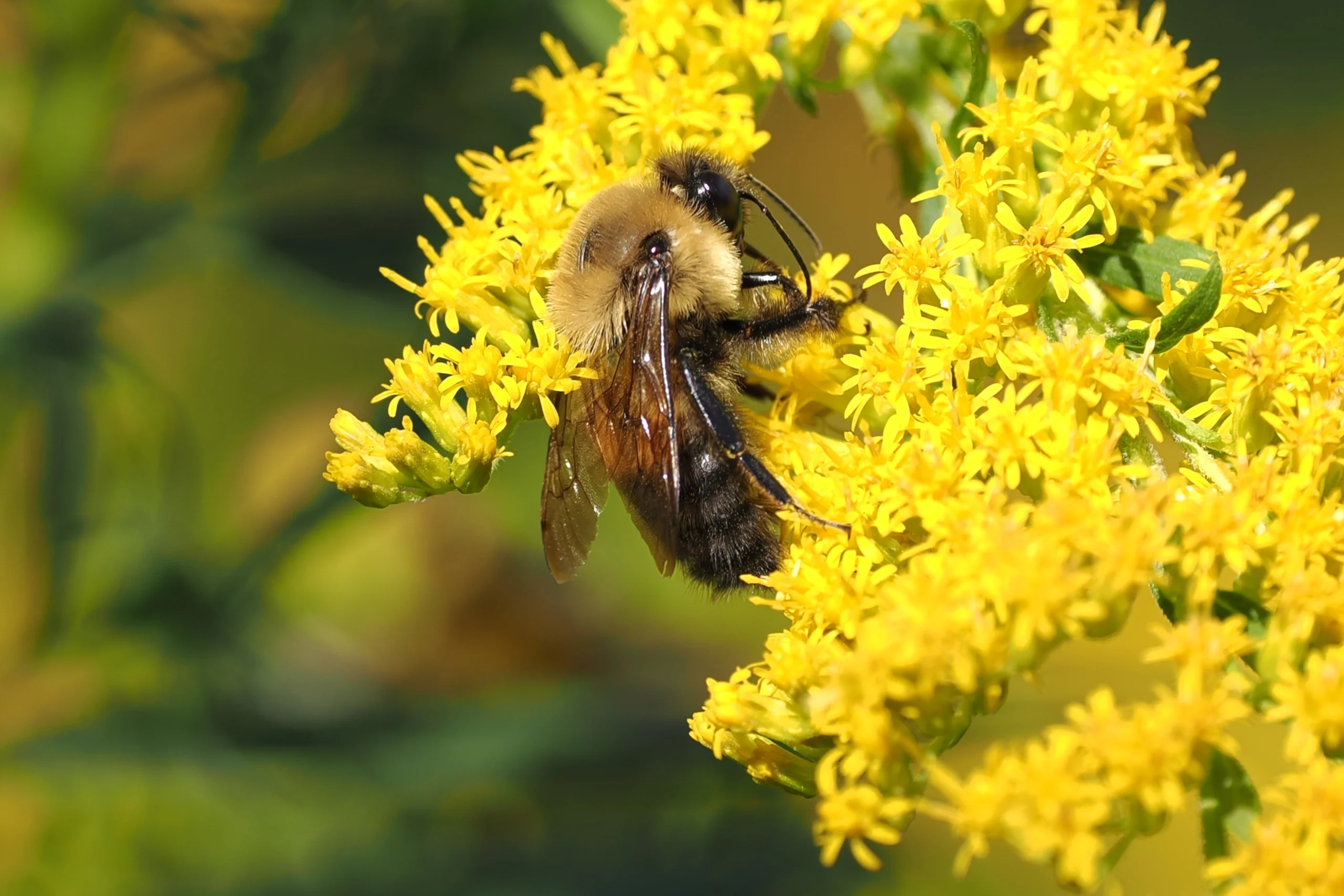 Bumblebee Polination
