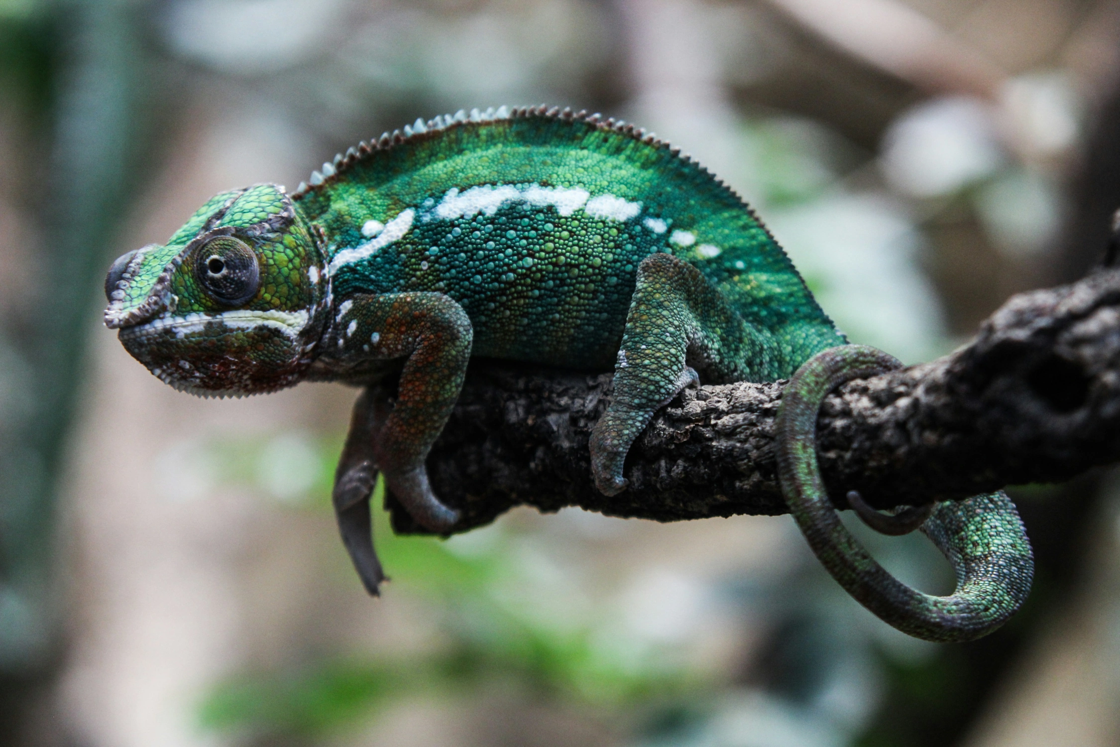 The Ultimate Biodiversity of the Madagascar Paradise