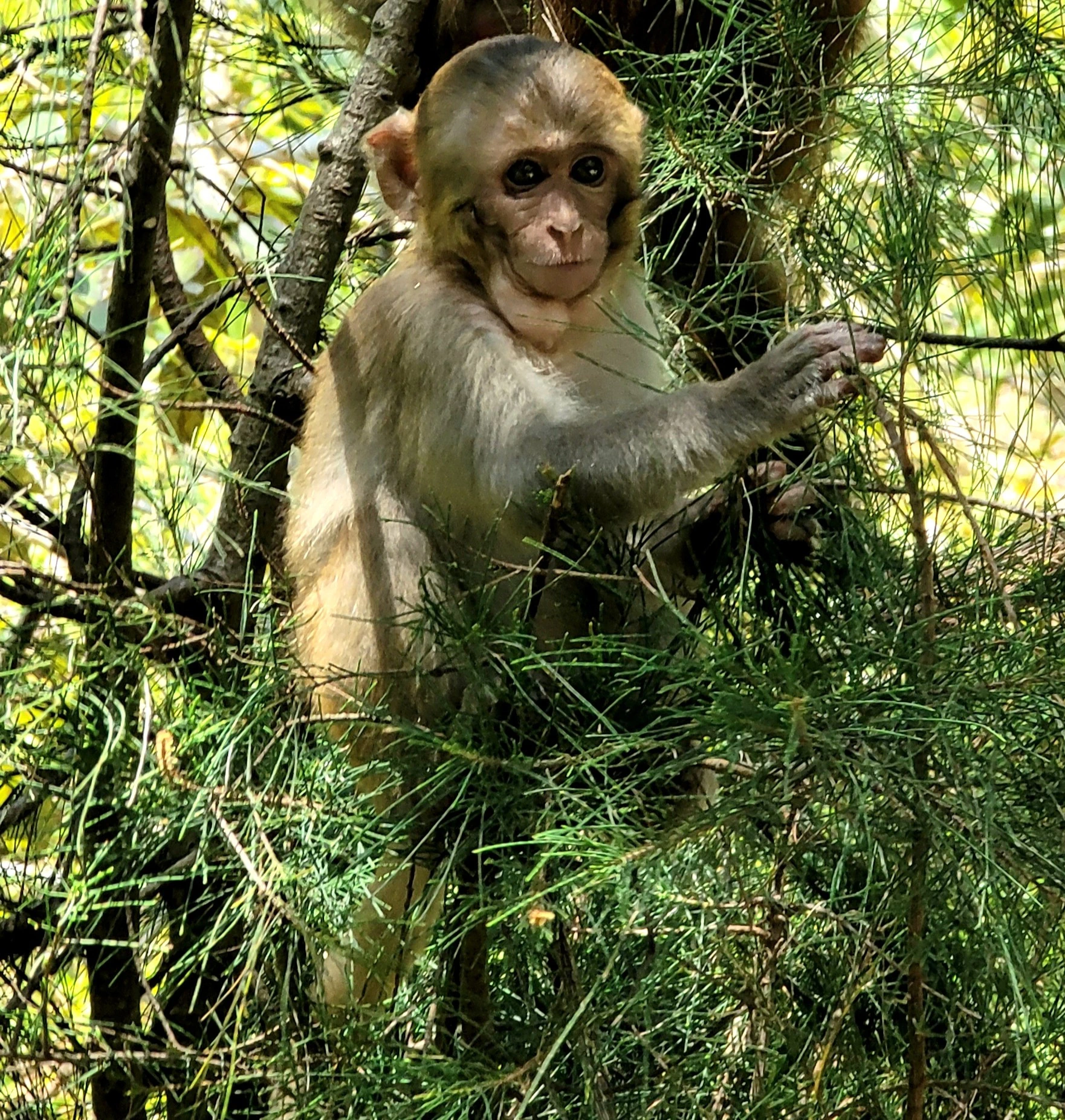 Rhesus Macaque, Monkey Island