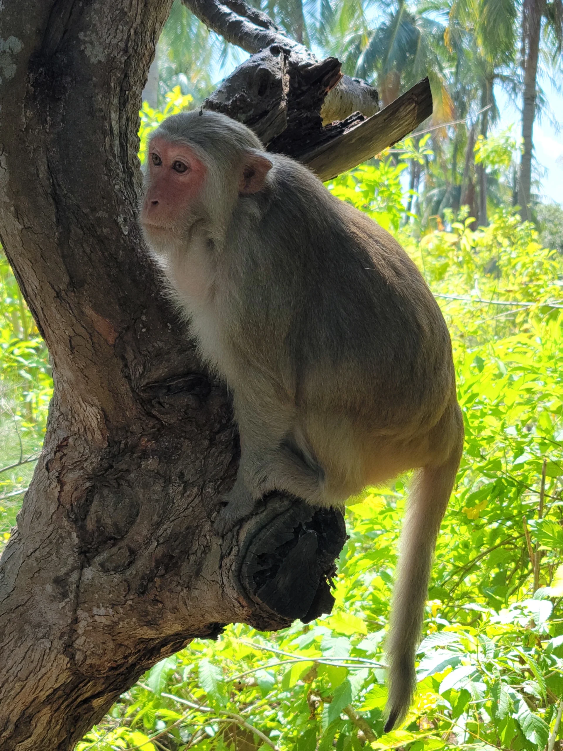 Rhesus Macaque, Monkey Island