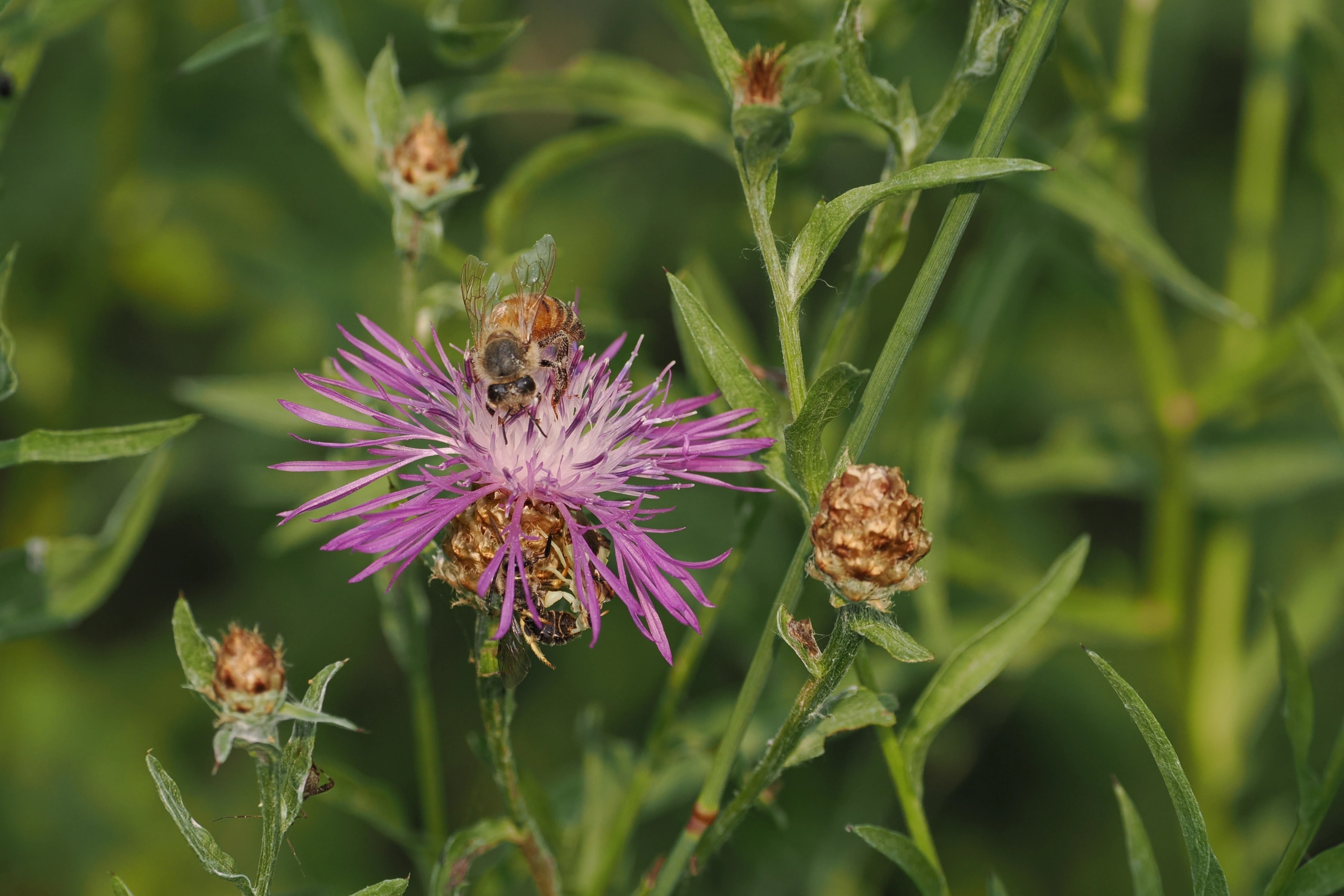 Bee Pollination