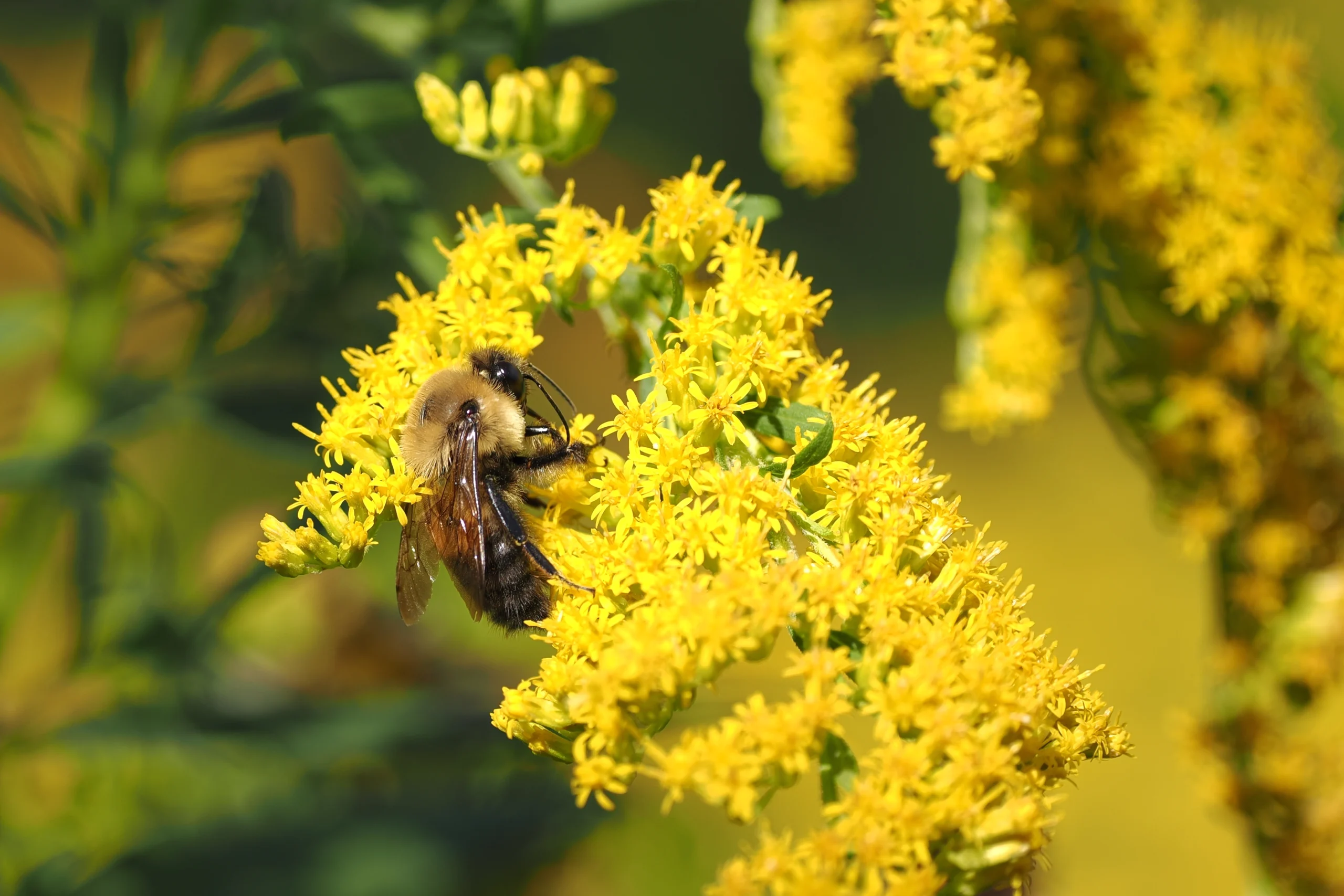 Bumblebee Polination