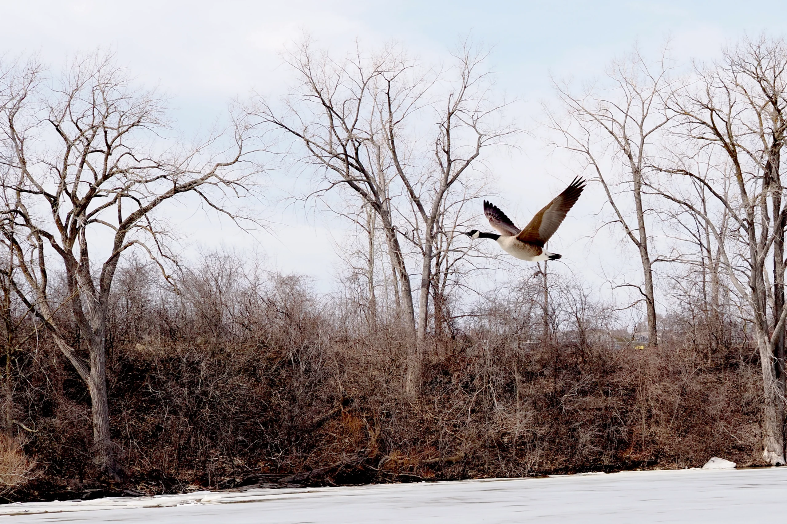 Geese in Flight